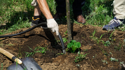 Watering freshly planted tree seedlings in a garden, square or city park with a hose. Landscaping....