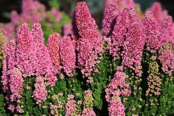 Blooming erica pink rocks in sunny October