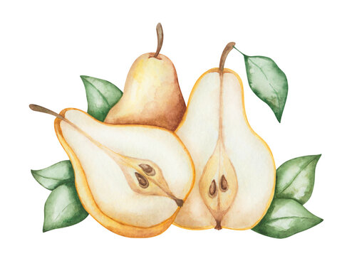 Watercolor pear illustration. Hand painted yellow, raw, ripe pear with green leaves. Whole and cut in half pears with seeds, pits, pips. Pear tree, plant. Sweet fruit. Food. Isolated nature clip art