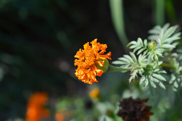 African marigold Kees Orange flower