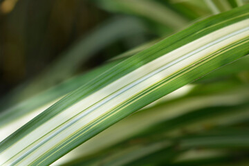 Chinese silver grass Cabaret leaf detail