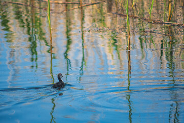 A bahri bird is swimming in a pond. The water is calm and clear. The reflection of the duck and the surrounding area can be seen in the water