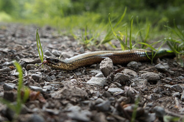 Eine züngelnde Blindschleiche schlängelt sich über einen steinigen Waldweg