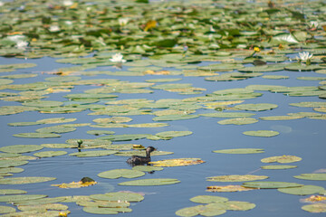 A small bahri bird is swimming in a pond with lily pads. The water is calm and the lily pads are floating on the surface