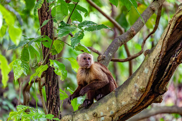 Fototapeta premium Varied white-fronted capuchin (Cebus versicolor), species of gracile capuchin monkey. Tayrona National Park, Magdalena department. Colombia wildlife.