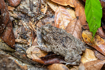 Rhinella humboldti, Riveros toad, species of toad in the family Bufonidae. Tayrona National Park, Magdalena department. Colombia wildlife.