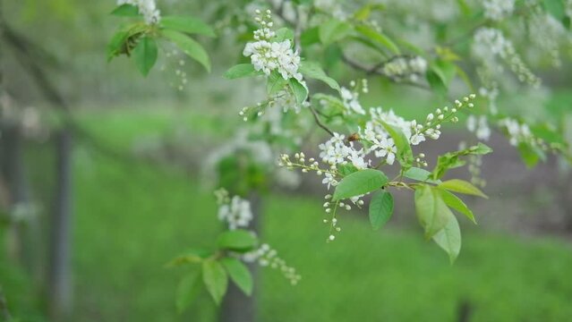 Bird-cherry tree in full bloom. Bird cherry flowers close up on blurred green background. Flowering Prunus Avium Tree with White Little Blossoms. View of a blooming in Spring. Copy space for text.