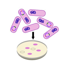 Bacteria cloning genetic engineering 