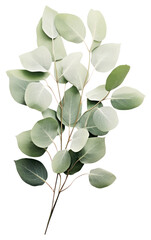 PNG Plant herbs leaf tree.