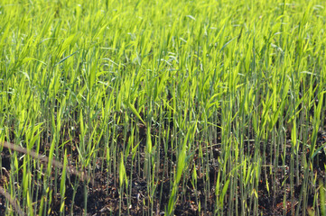 Obraz premium Closeup of new growing common reed plants with selective focus on foreground