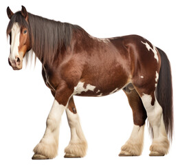 Obraz premium PNG Stallion mammal animal horse.