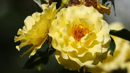 Yellow Rose - plant flower macro