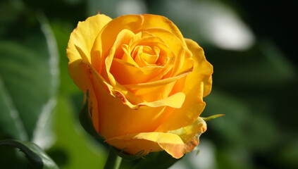 Yellow Rose - plant flower macro