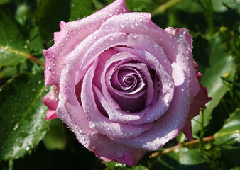 Rosa Lugdunum - plant flower macro