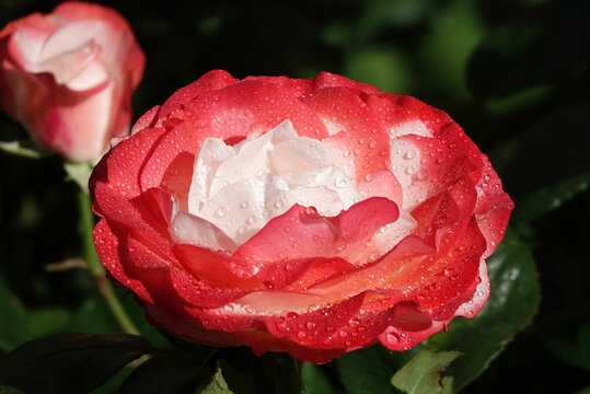 Rose two-color white-pink - plant flower macro