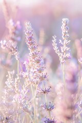 Obraz premium delicate floral arrangement in various shades of lavender, with a soft, blurred background