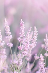Obraz premium delicate floral arrangement in various shades of lavender, with a soft, blurred background