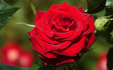 Red rose flower plant macro