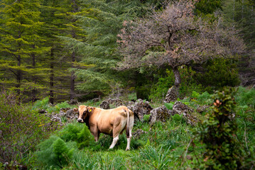 cow grazing in the forest