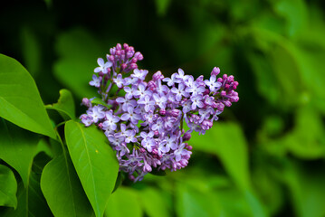 purple flowers in the garden