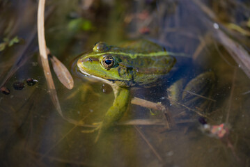 close up frog in the pond