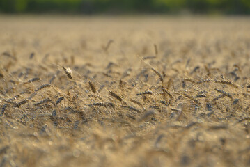 wheat field in summer close up