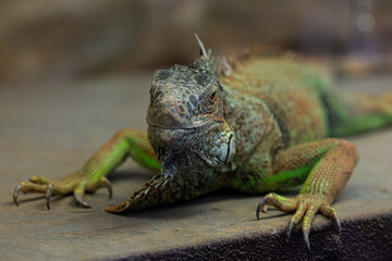 bearded dragon lizard