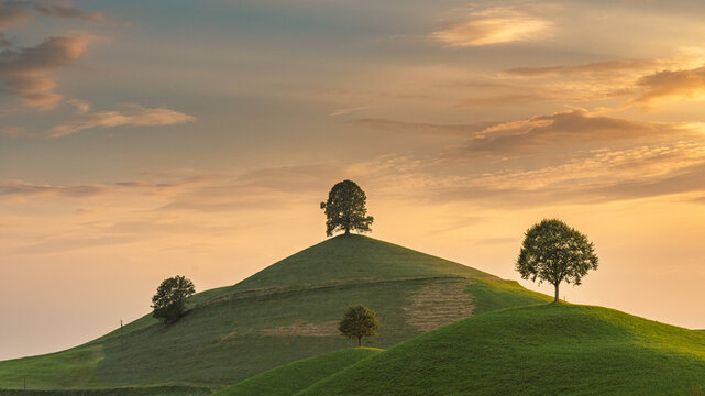 Drumlin Baum 