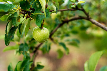 Unripe green apples with raindrops on a branch in the garden