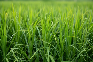 Obraz premium Lush Green Rice Field