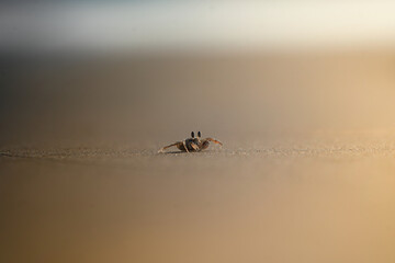 Crab on Beach