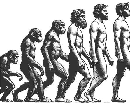 evolution of man from ape through various stages to modern human sketch engraving generative ai fictional character raster illustration. Scratch board imitation. Black and white image.