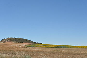 Obraz premium Landscape with sunflowers