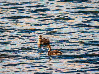  A Pair Of Small Hoary Grebes Together