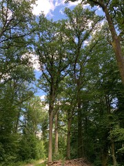 Fototapeta premium Green forests, trees and leaves