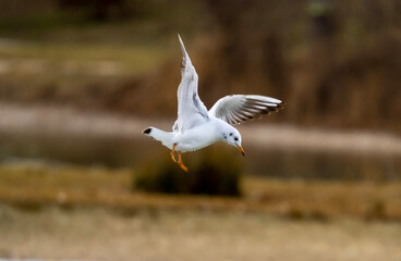 seagull flying against nature background.