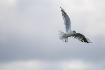 Seagull flying in the sky. Nature background
