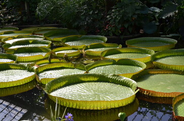 rows of lotus flowers
