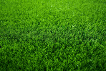 Obraz premium green grass background
