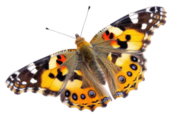 PNG Painted lady butterfly animal insect white background.