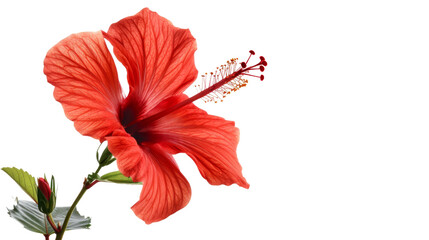 Fototapeta premium Hibiscus red flower on white background