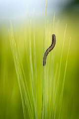 Chenille noir au milieu d'un épis d'orge