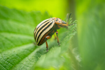 Doryphore sur une feuille d'ortie