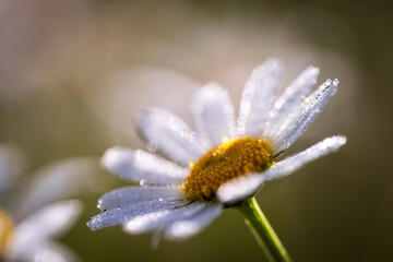 Gros plan sur une marguerite avec les gouttes de rosées matinale