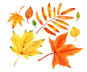watercolor set with autumn leaves, hand drawn illustration of yellow and orange maple leaves, mountain ash leaves, sketch isolated on white background