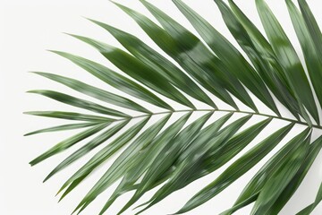 Tropical green palm leaf transparent background