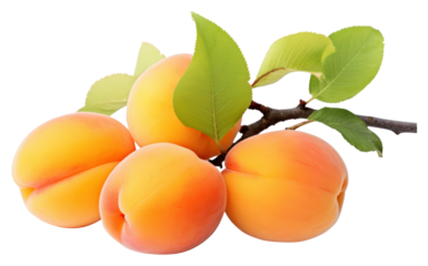 PNG Apricot produce fruit plant.