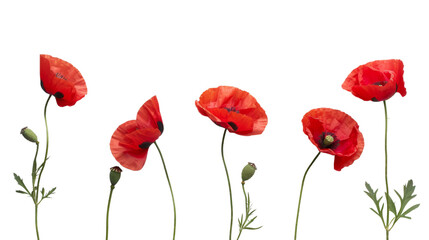 Naklejka premium Poppy red flower on white background