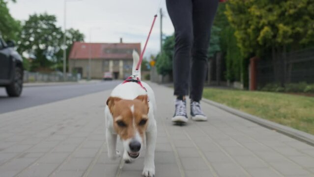 Dog pulling leash while walking on sunny day. Woman leads her pet at leash at sidewalk. Bad behavior of dog during a walk