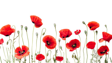 Poppy red flower on white background